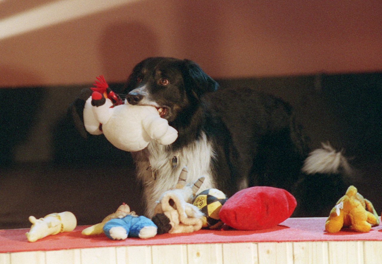 Hund „Rico“ schaffte das beinahe Unmögliche! Er bewies sein Talent bei „Wetten, dass...“ und verzauberte viele Zuschauer. (Archivbild)