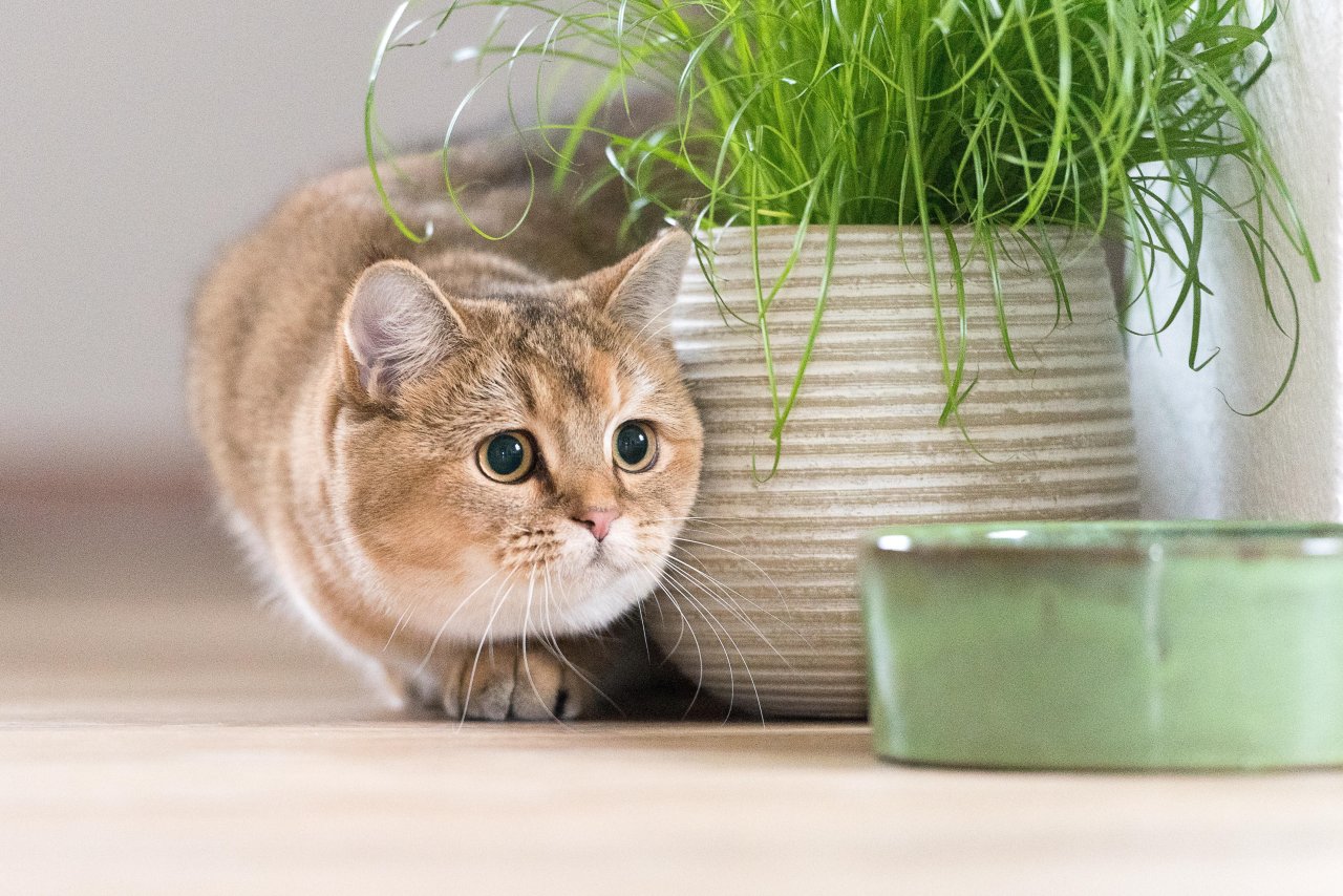 Erfurt Katzen verschwunden! Besitzerin vermutet das Schlimmste