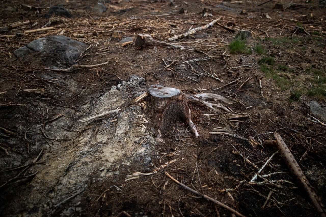 Schock-Nachricht aus dem Kreis Gotha: In Pferdlingsleben verschwand ein Hektar Wald. Und das sorgt für hitzige Diskussionen. (Symbolbild)