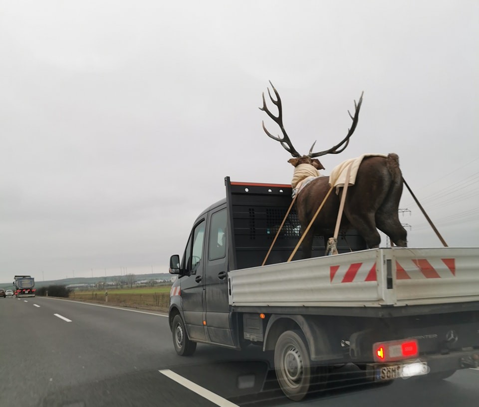 Ein Rentier auf den Straßen Erfurts: Ob das wohl echt ist?