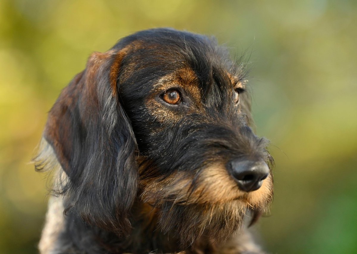 Hund Eisenach.jpg