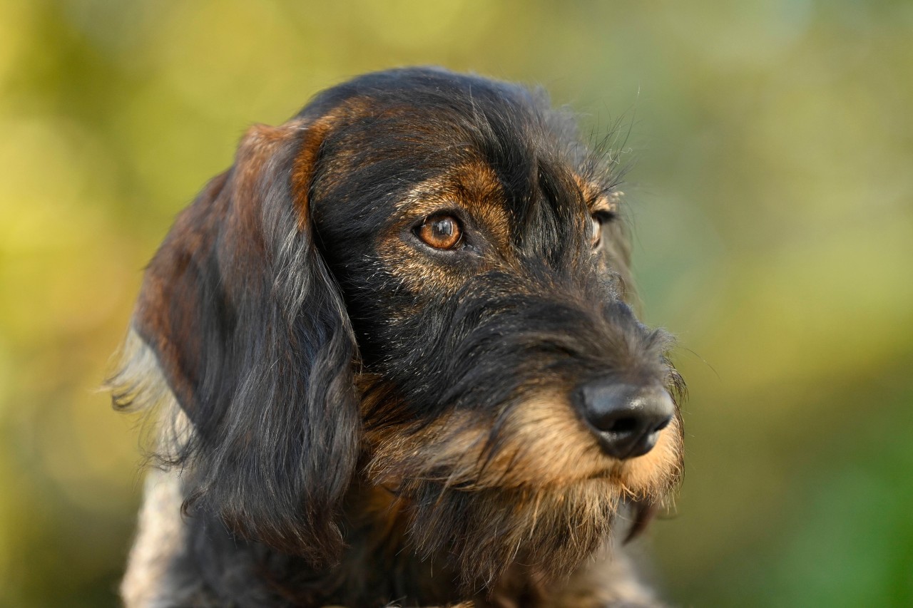 Wer hat Hund „Borstel“ aus Eisenach gesehen? (Symbolbild)