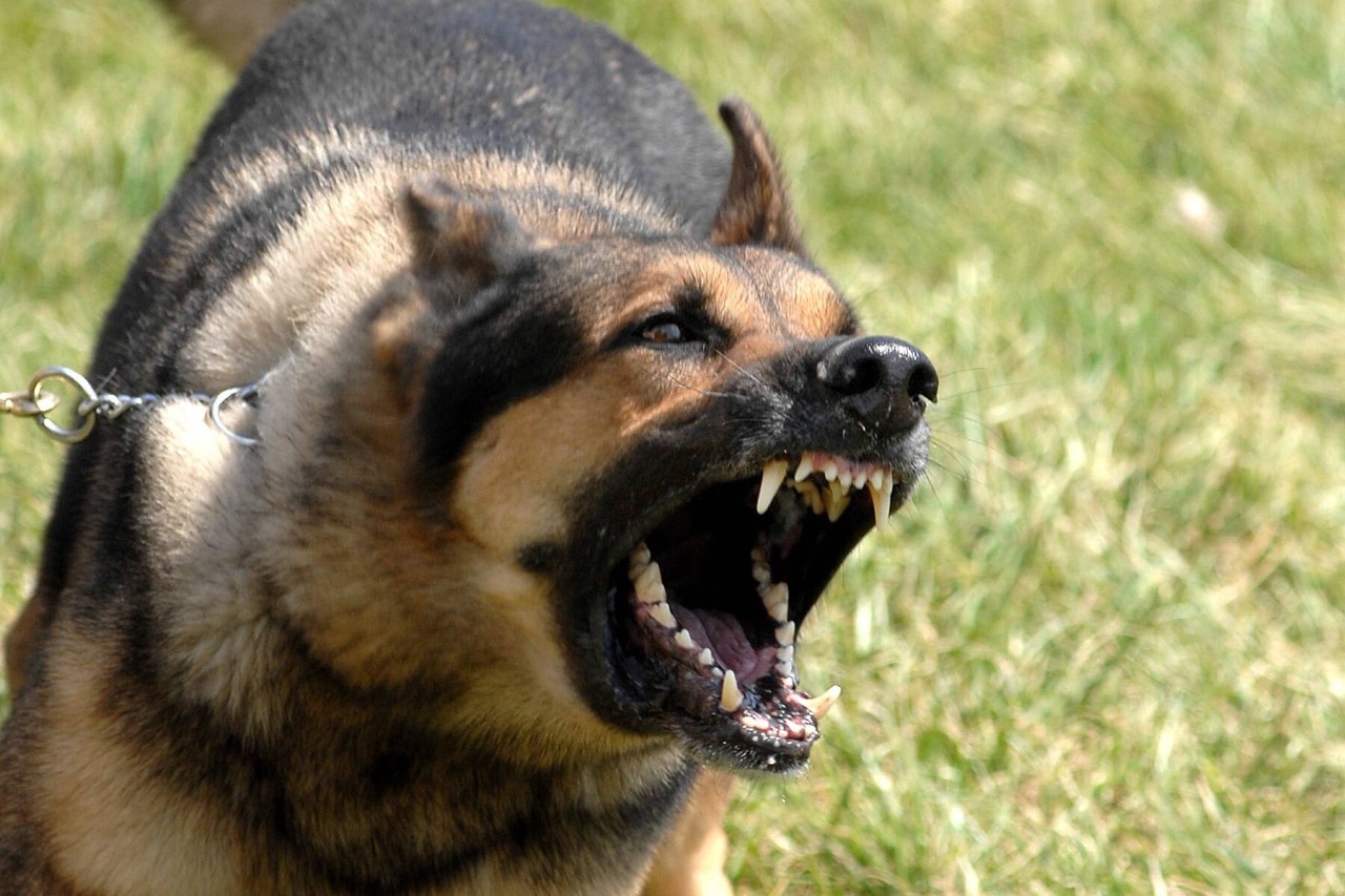 Mühlhausen: Des Besitzer soll seinen Hund auf den Nachbarn gehetzt haben. (Symbolbild)