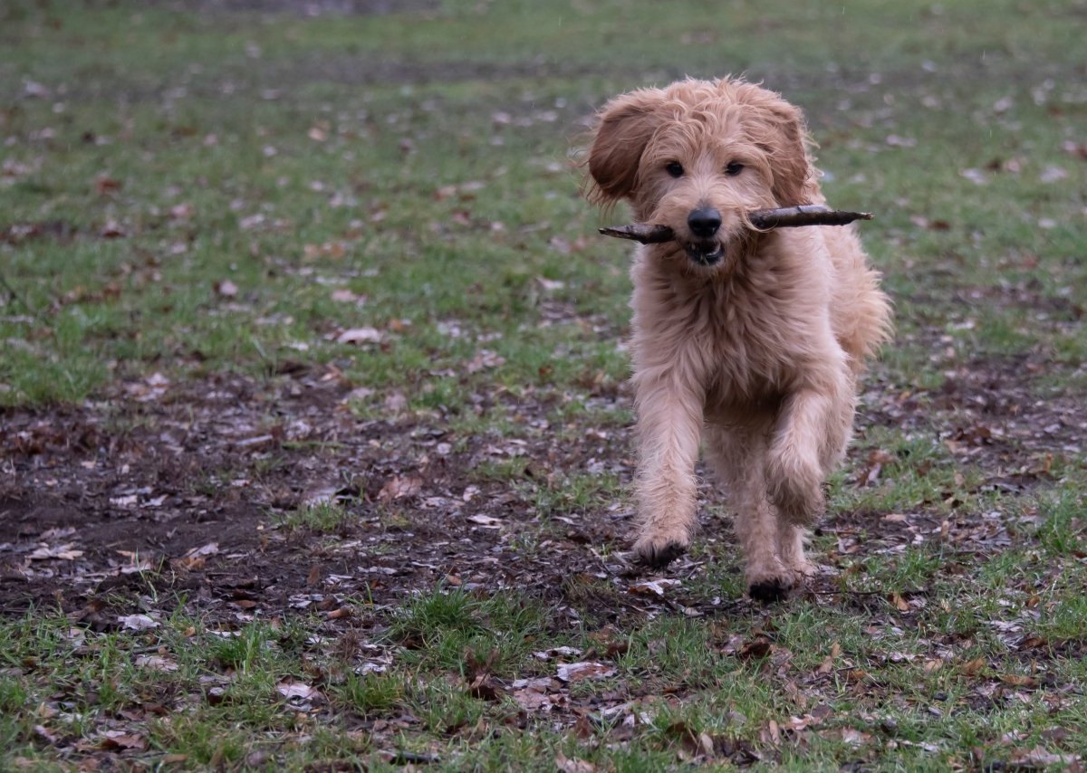 Hund in Thüringen.jpg