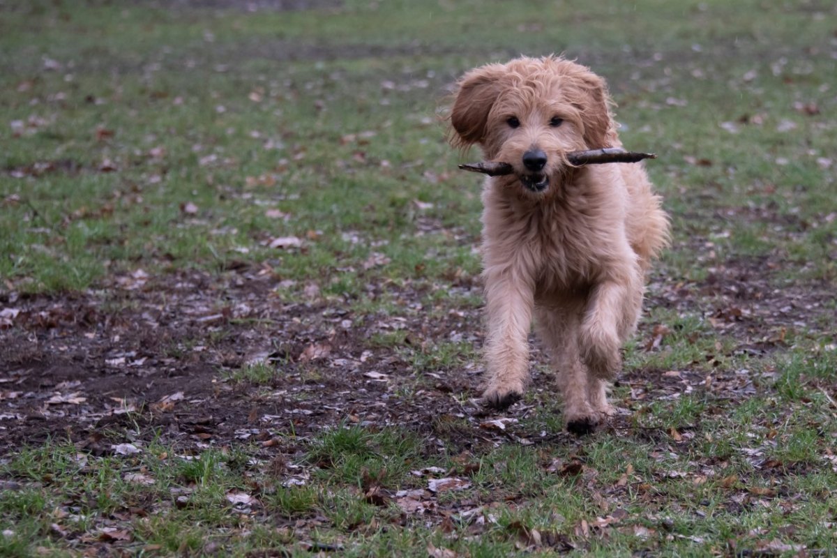 Hund in Thüringen.jpg