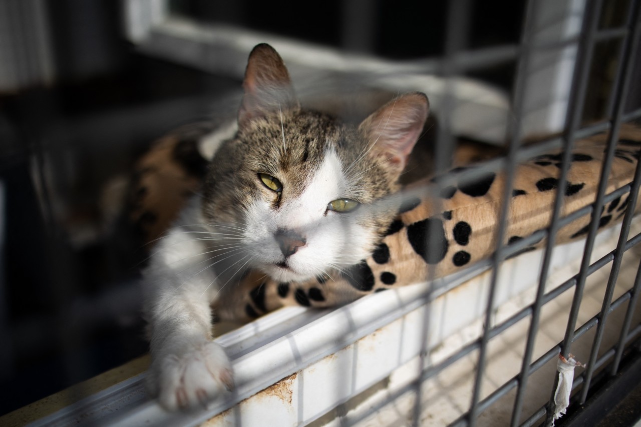 Besonders die fehlenden Vermittlungen von Katzen merken die Tierheime im Freistaat. (Archivbild)