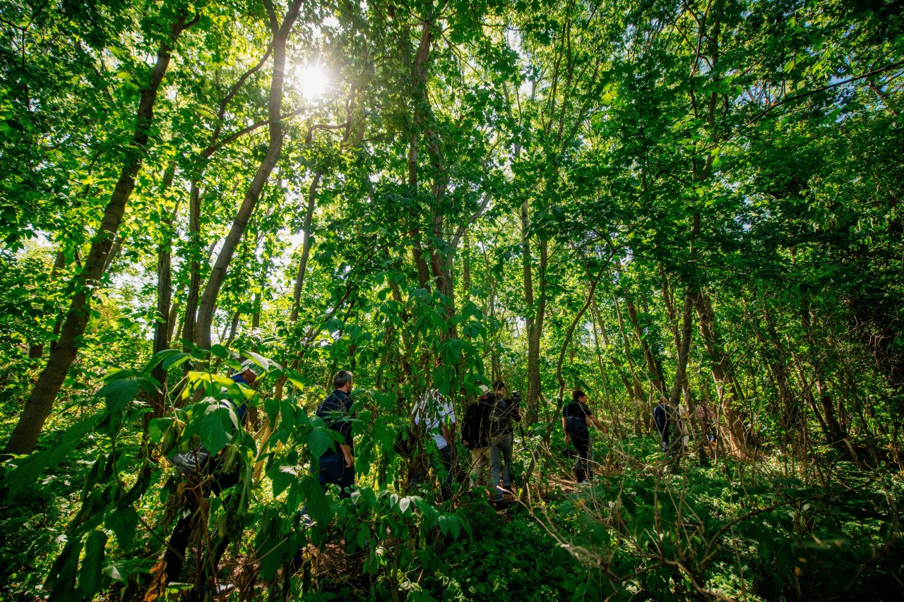 Große Angst um den Waldflächen bei Erfurt! Durch die heißen Sommertemperaturen leiden die Bäume. (Archivbild)