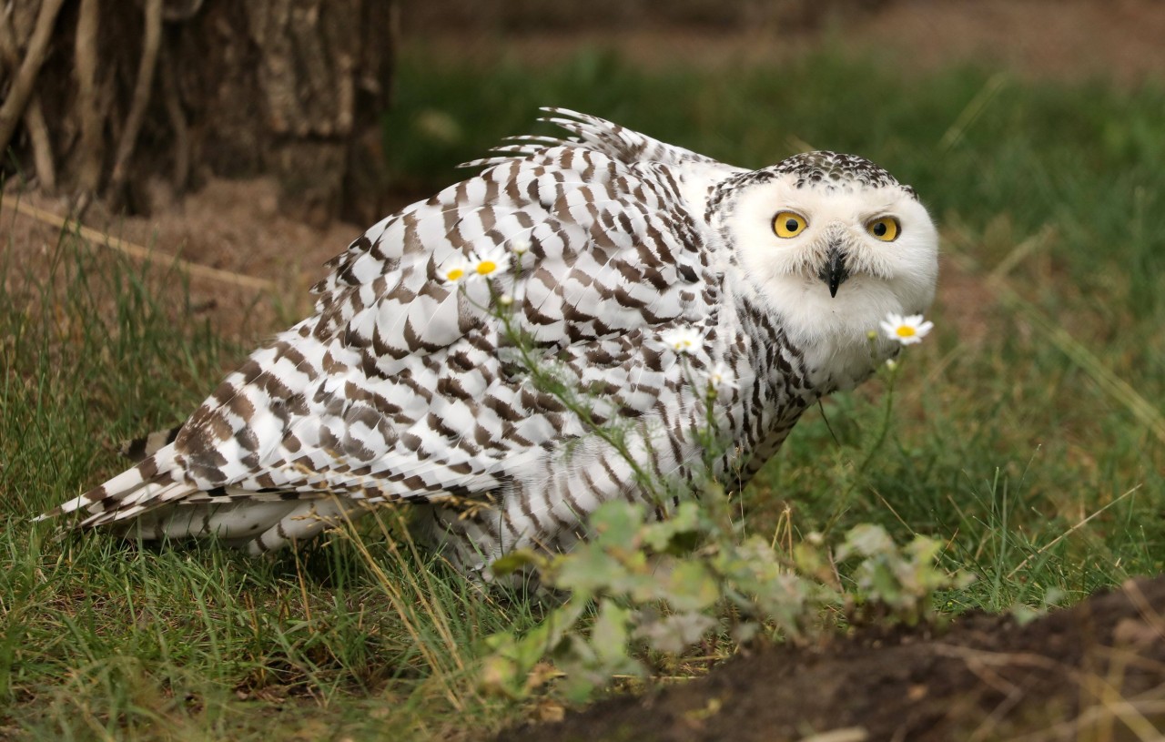 Zoo Erfurt räumt mit Gerüchten über die Schneeeule auf. (Archivbild)