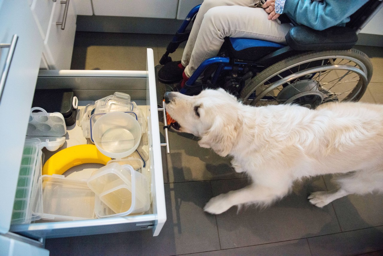 Assistenzhunde können zum Beispiel dabei helfen Schubladen oder Türen zu öffnen. (Archivbild)