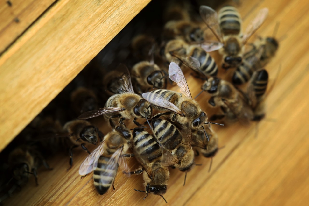 Ein Bienenhalter aus Erfurt hat tausende Tiere verloren. (Symbolbild)