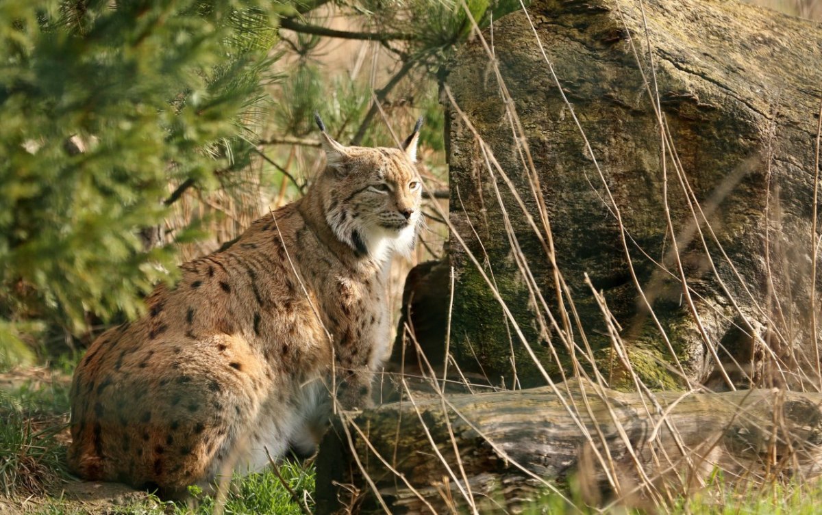 luchs.jpg