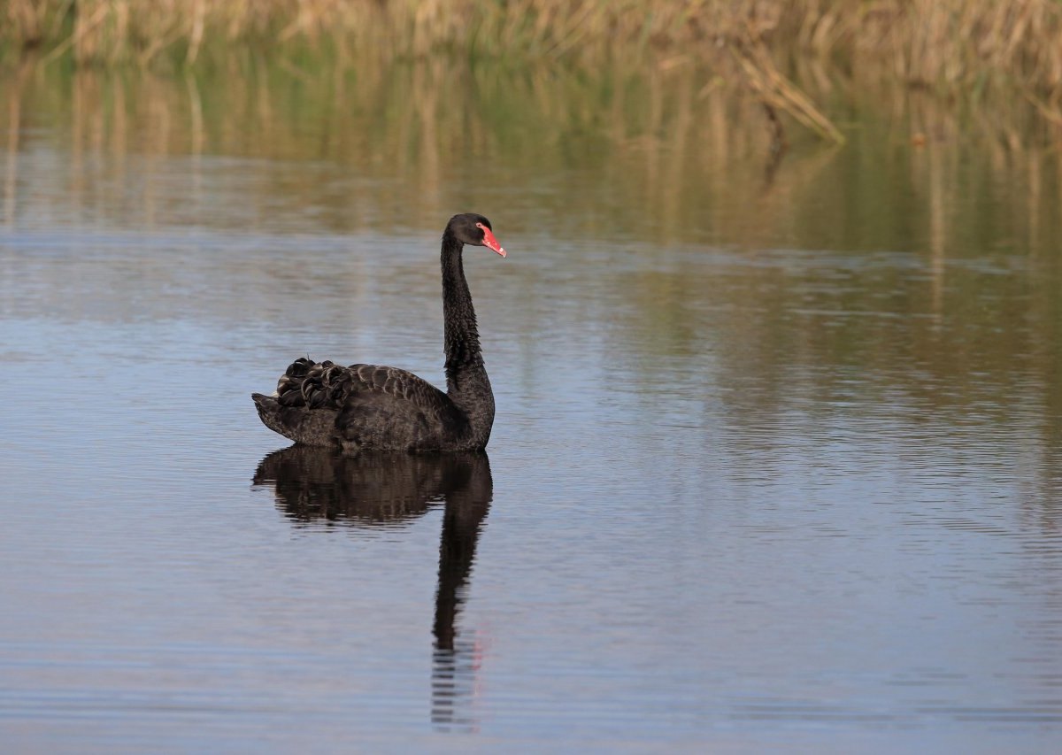 schwan trauerschwan eichsfeld felix
