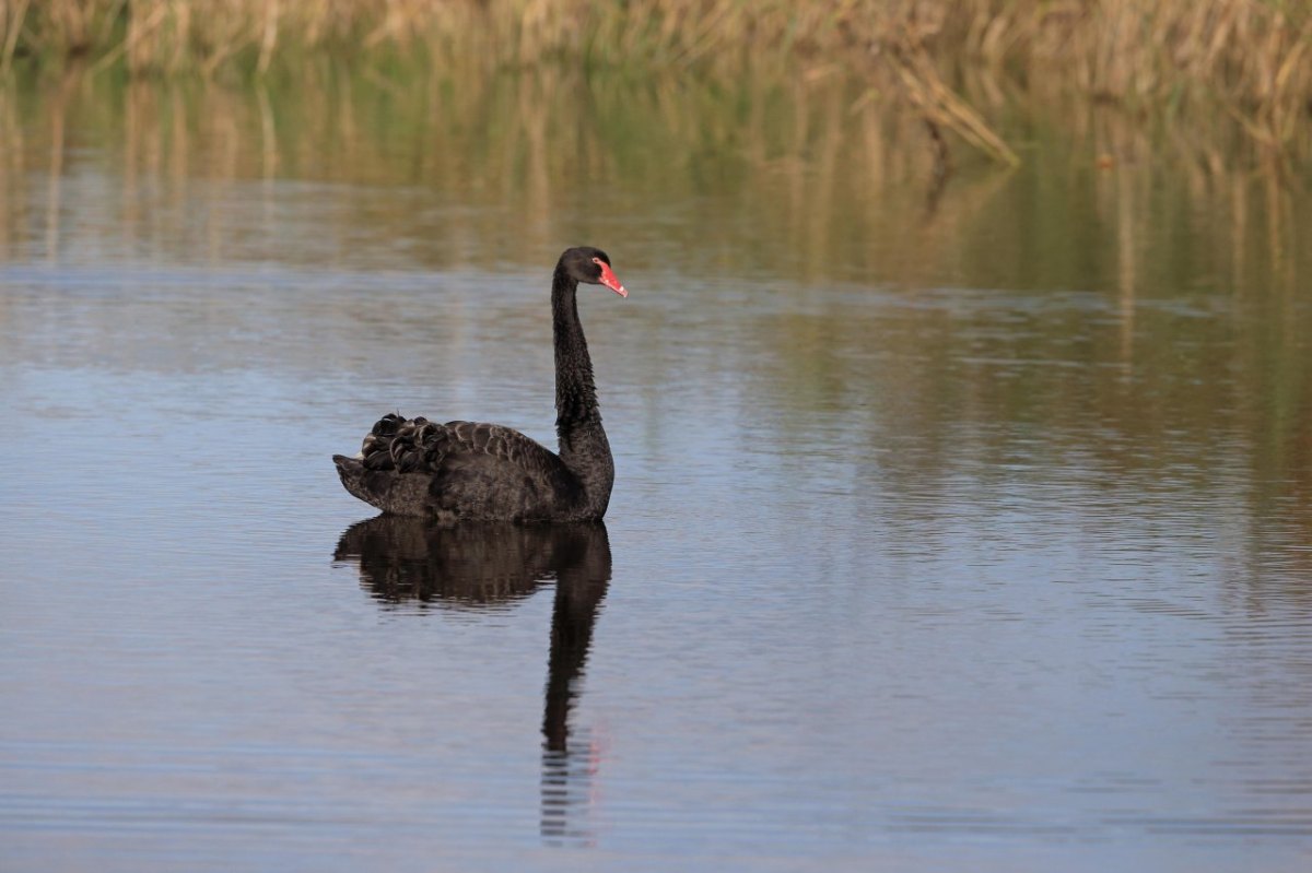 schwan trauerschwan eichsfeld felix