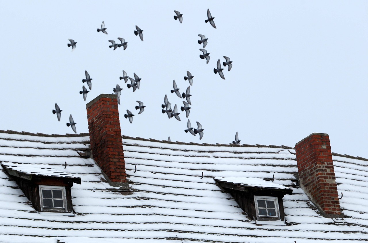 Erfurt: Tauben fliegen über die schneebedeckten Dächer der Krämerbrücke. (Archivbild)