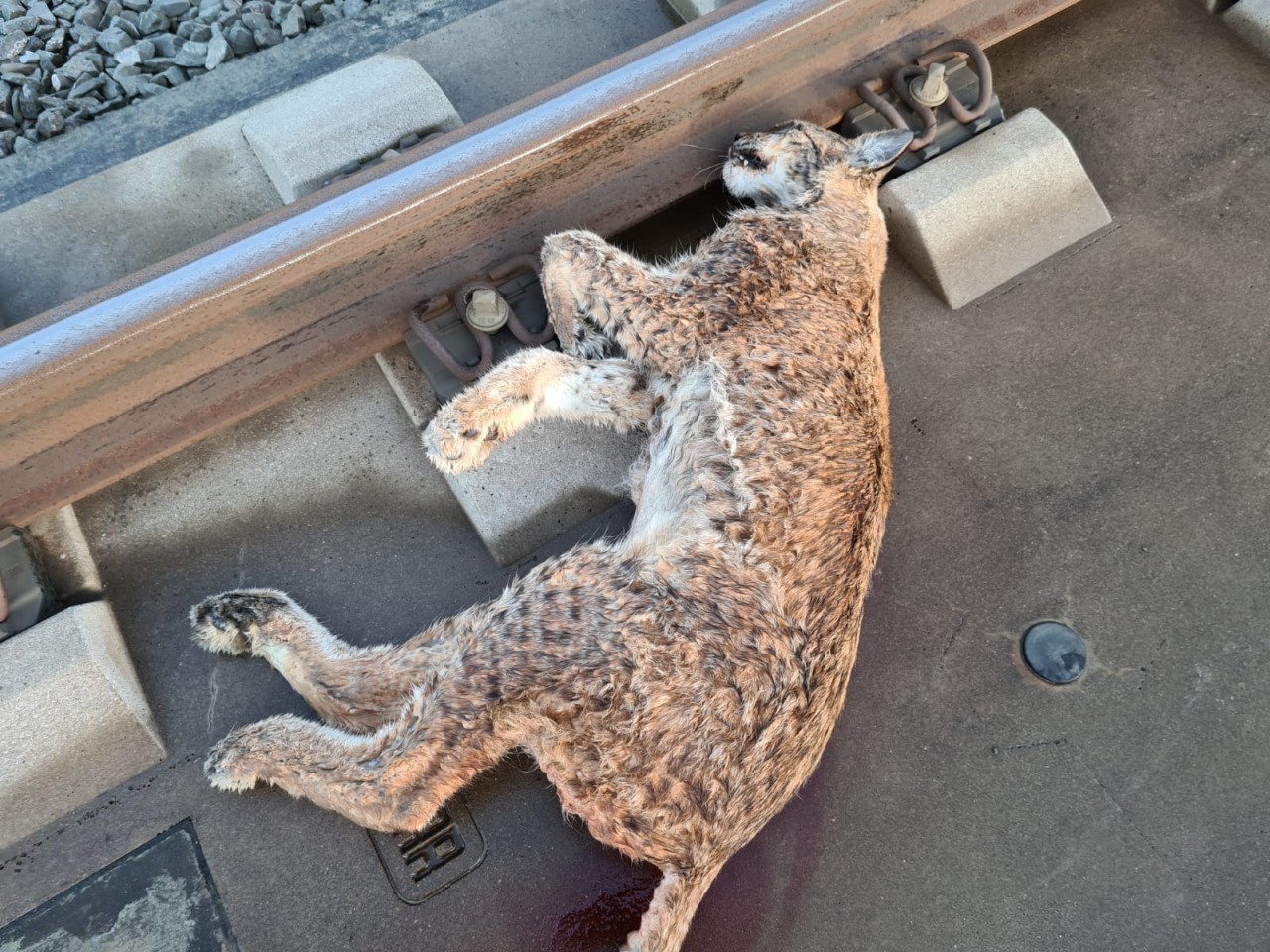Diesen toten Luchs haben Bahn-Mitarbeiter in Buttstädt im Kreis Sömmerda gefunden.