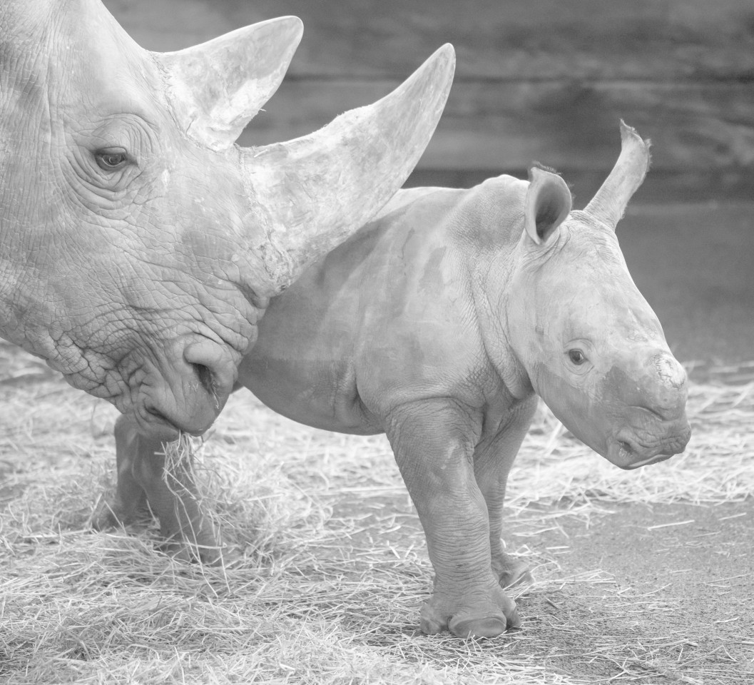 Zoo Erfurt: Nur zwei Tage nach dem kleinen Tayo starb auch seine Mama Marcita. 