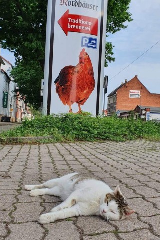 Nordhausen: Eine Katze legt sich vor der Brennerei schlafen. 