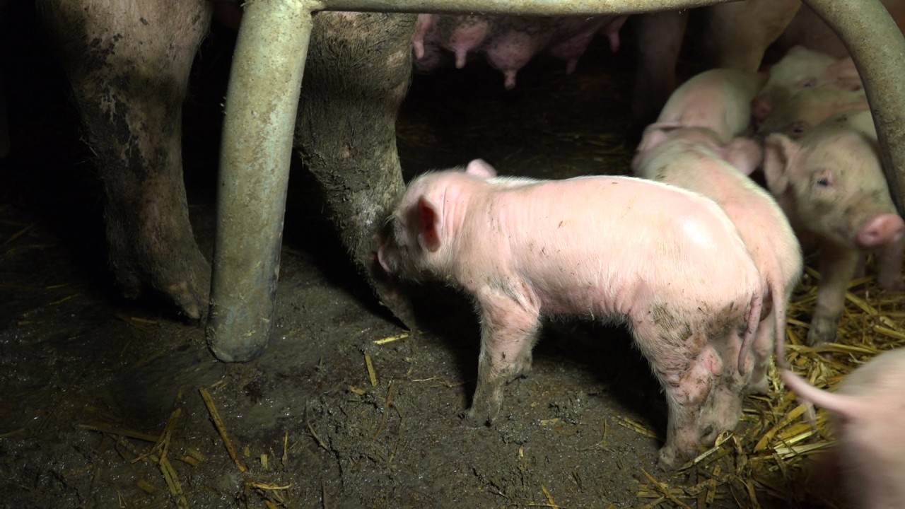 Verdreckt: Tiere in der Schweinemastanlage Arnsgrün (Januar 2017).