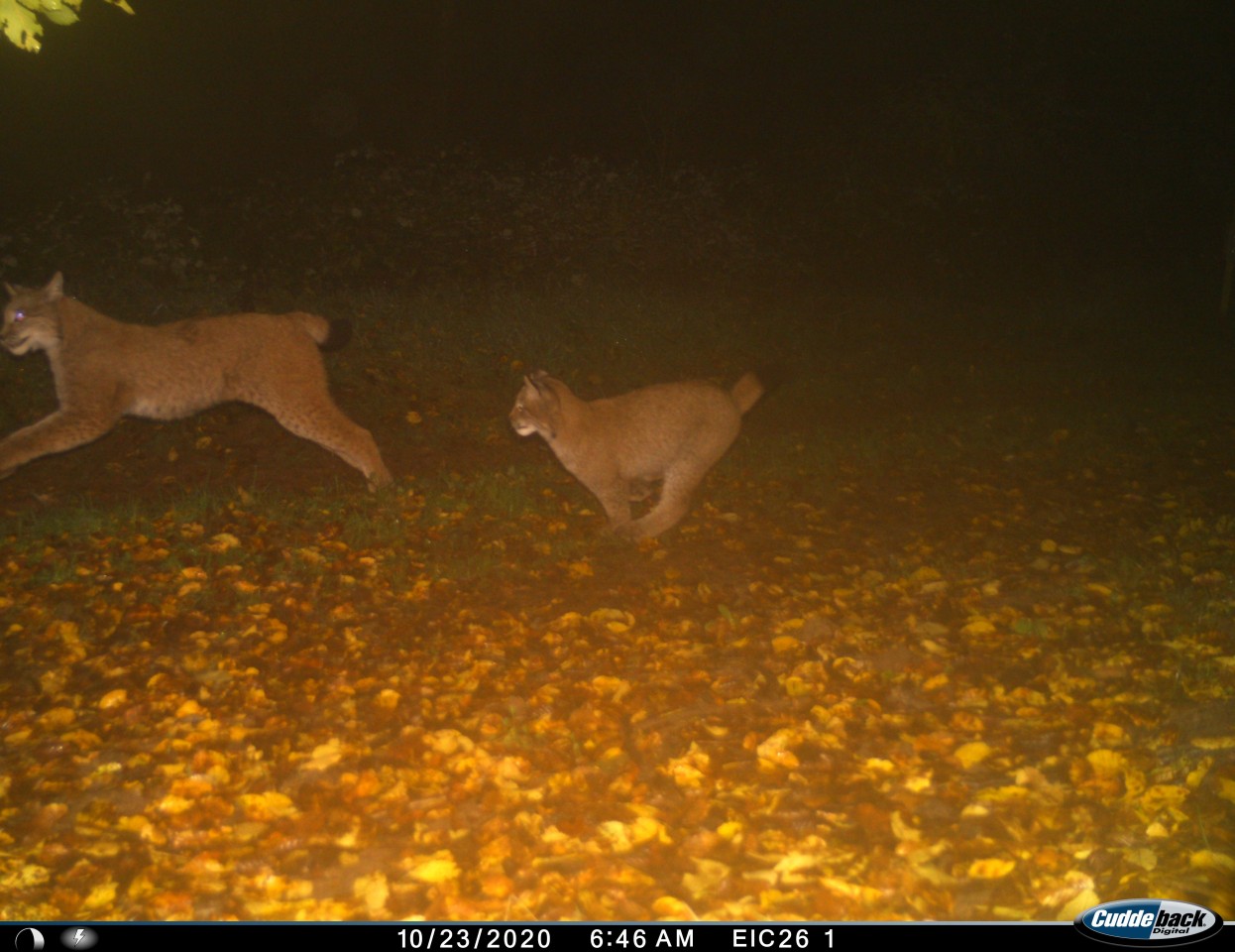 Bereits im Oktober wurden die ersten Luchspopulationen in Thüringen gesichtet. 