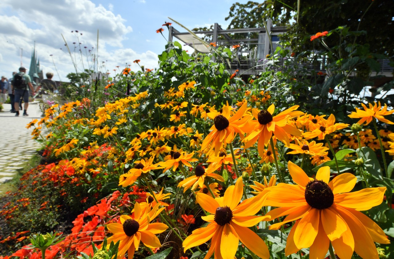 Auch nach Ende der offiziellen Buga bleibt es in Erfurt gartentechnisch spannend! 