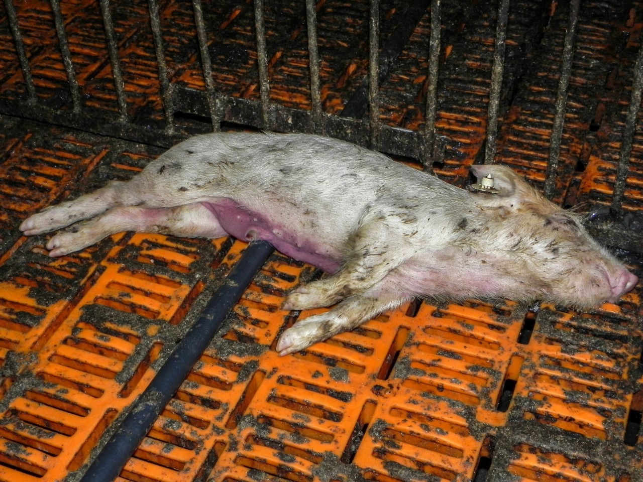 Ein totes Ferkel in der Thüringer Schweinezucht. Aufnahme von Animal Rights Watch aus dem November 2015.