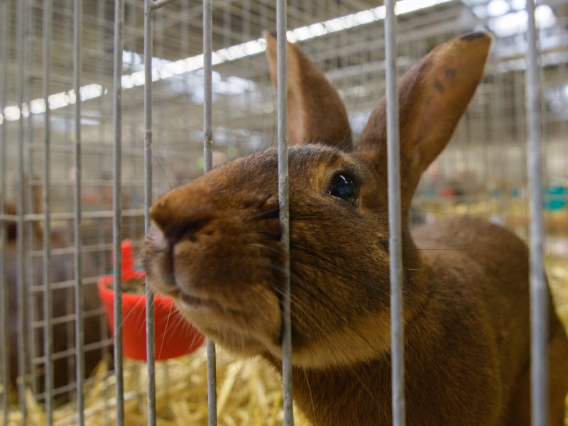 Ein Kaninchen der Rasse Hasenkaninchen streckt  die Nase durch die Gitterstäbe eines Käfigs.