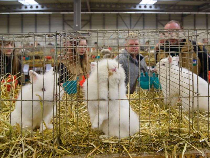Besucher betrachten am 11.02.2017 während der 26. Bundesrammlerschau in der Messe in Erfurt (Thüringen) Kaninchen der Rasse Zwerg-Löwenkopf.