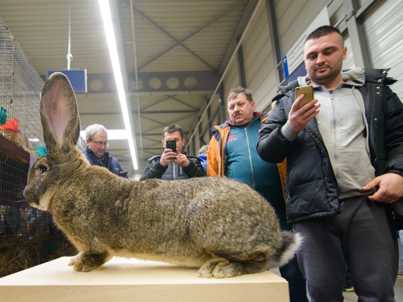 Besucher fotografieren am ein als Bundessieger ausgezeichnetes Kaninchen der Rasse Deutscher Riese.
