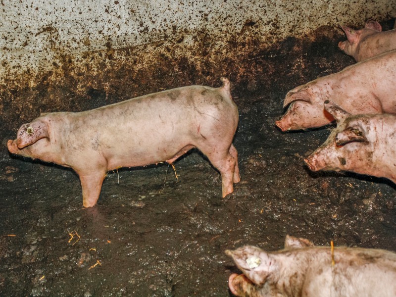 Schweine stehen in verkotetem Stroh (März 2015).