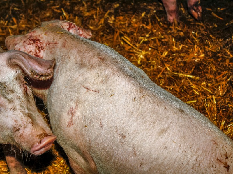 Verletzte Schweine in der Agrofarm Knau, Aufnahme aus dem März 2015.
