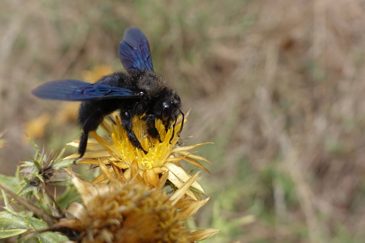 Eine blaue Holzbiene.