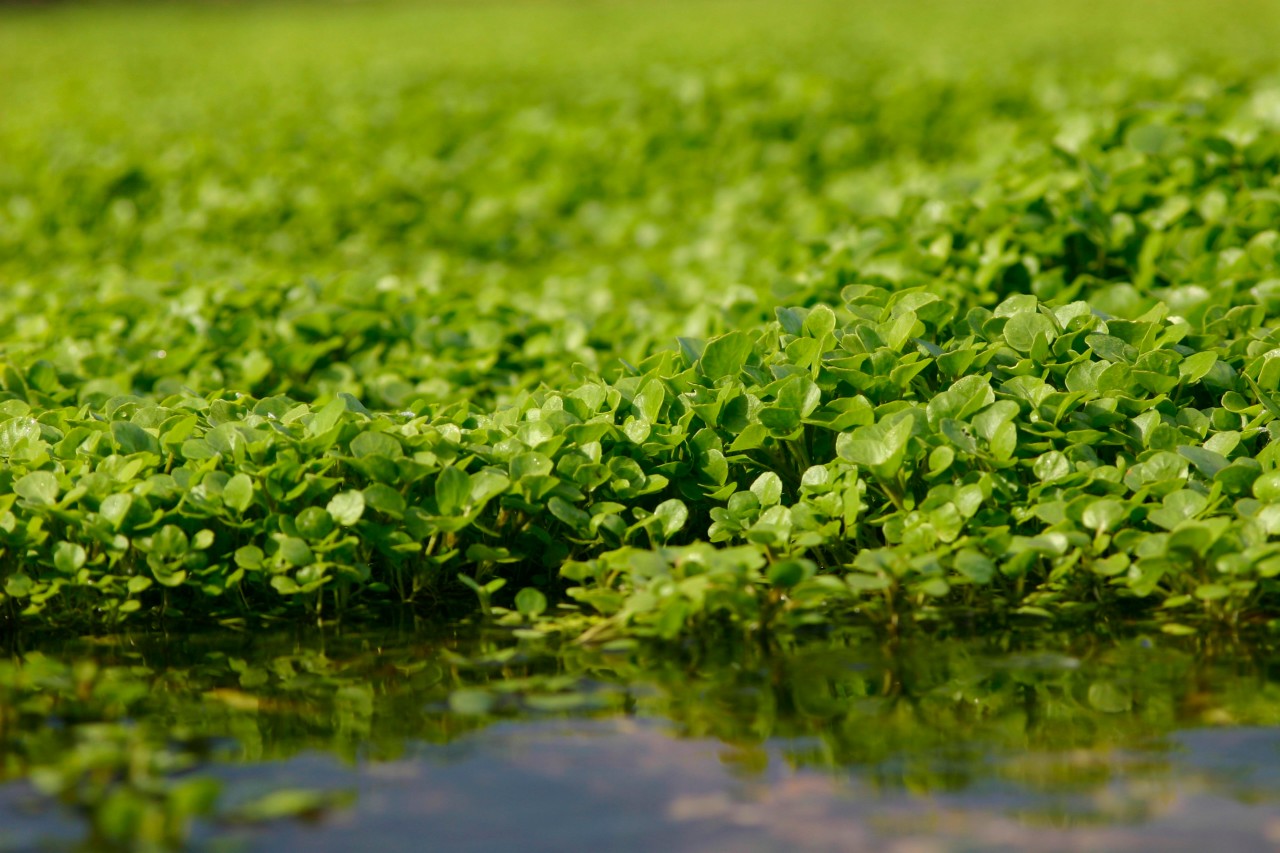 Die Brunnenkresse ist ein weit verbreitetes Superfood. 