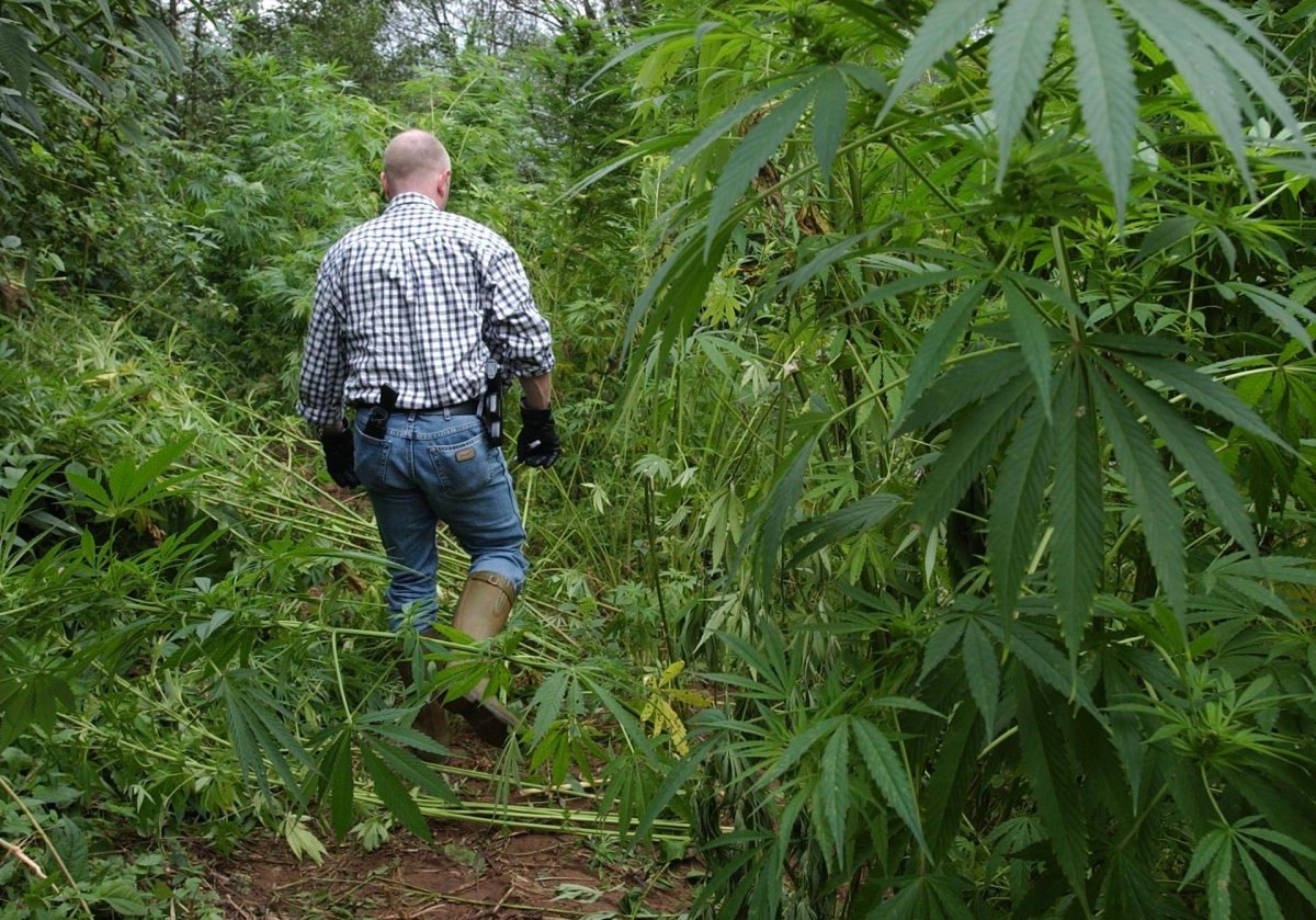 Cannabisplantage