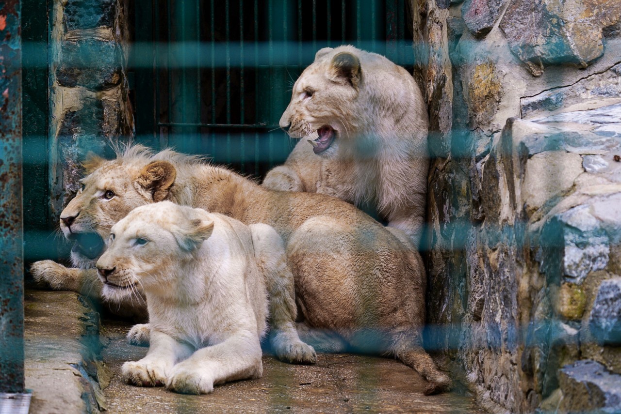 Die Löwenkinder aus Magdeburg sind im Zoo in Gera angekommen. 