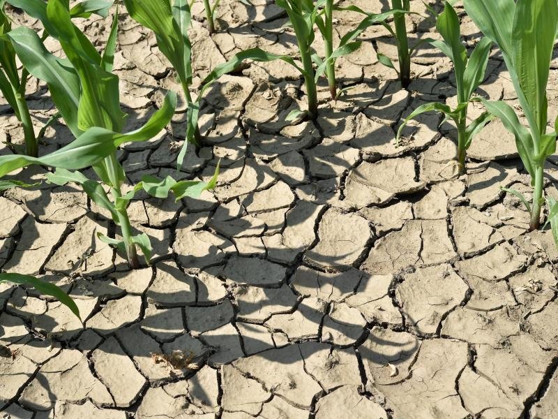Die hohen Temperaturen und die starke Sonneneinstrahlung der vergangenen Tage hat viele Böden austrocknen lassen.