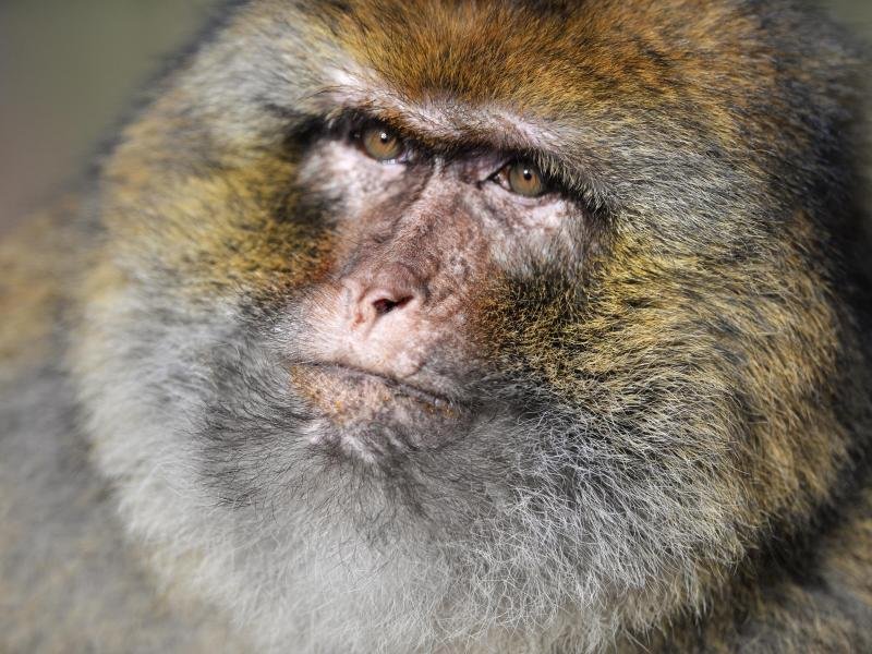 Ein Berberaffe sitzt im Tierpark Affenberg in Salem auf einem Geländer.