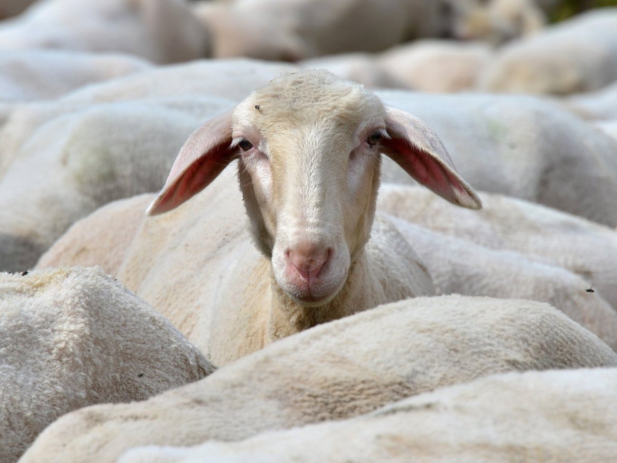 Ein Schaf