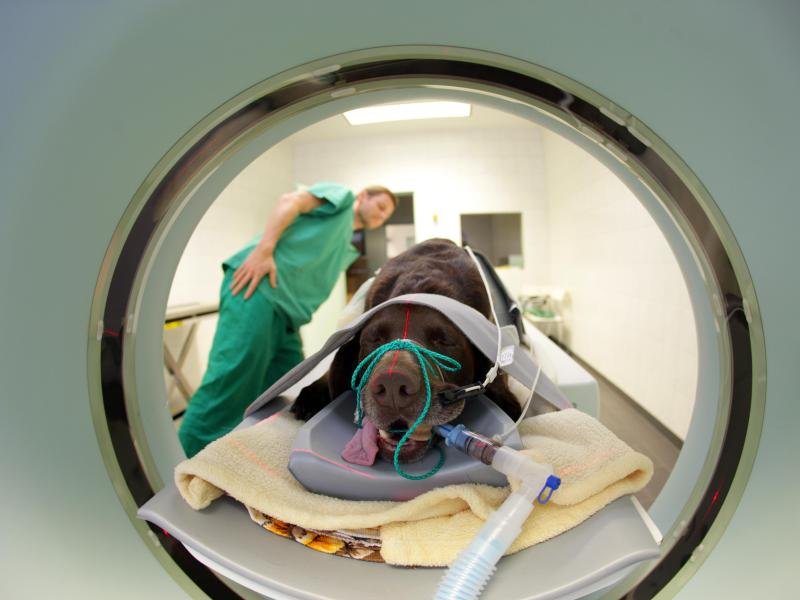 Ein Tierarzt untersucht einen Hund mit einem Computertomographen.