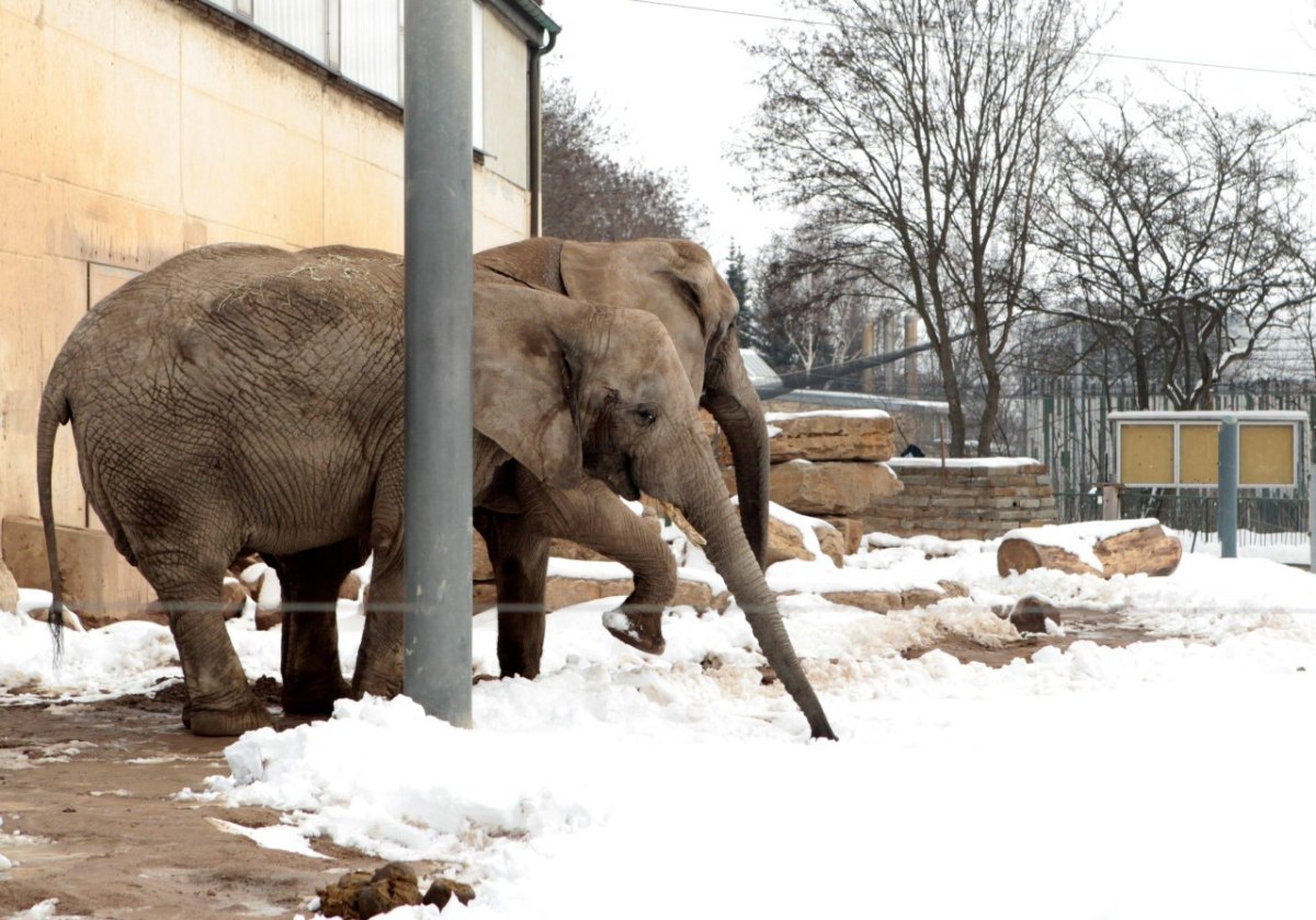 Elefanten Zoo Erfurt