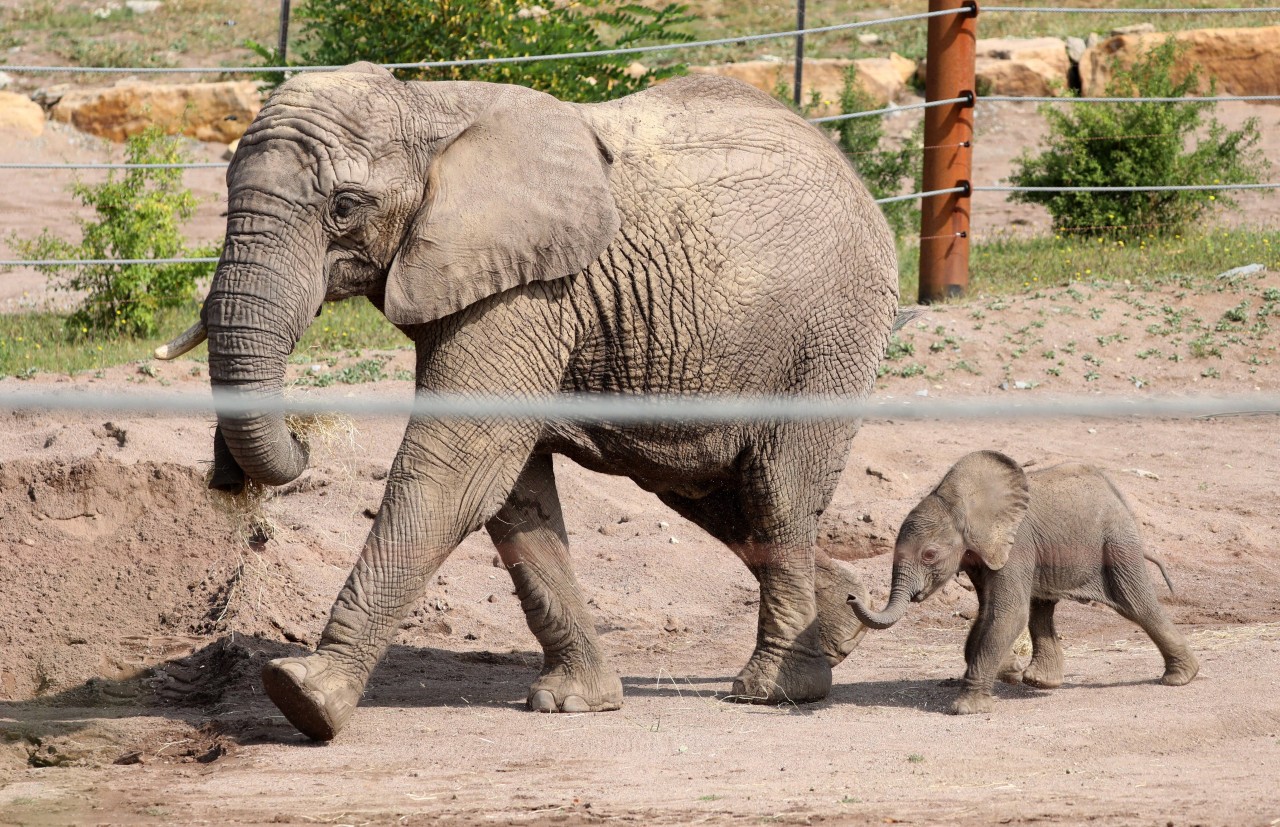 Elefantenmädchen „Ayoka“ – neben Mama „Chupa“ – kam im August 2020 zur Welt.