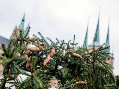 Erfurt-Weihnachtsbaum