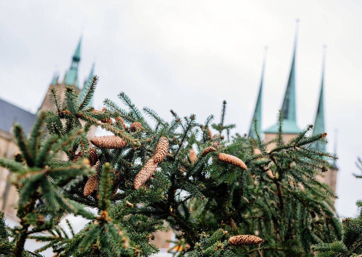 Erfurt-Weihnachtsbaum