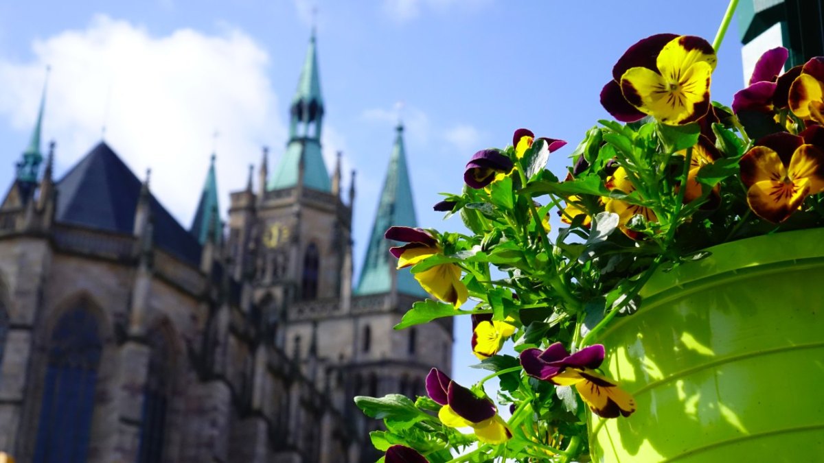 Erfurter Altstadtfrühling 2018