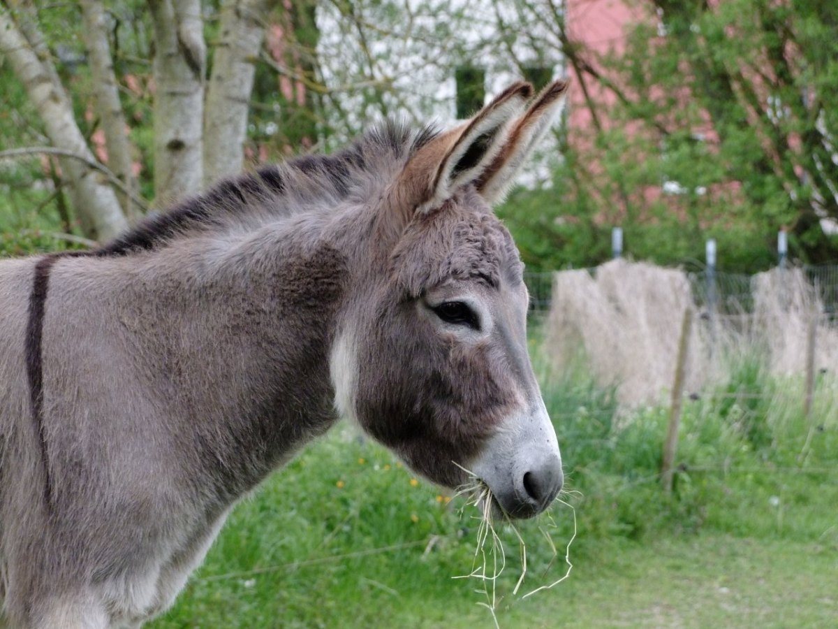 Esel, Tier, Tiere, Nutztier, Nutztiere, Symbol, Symbolfoto, Symbolbild