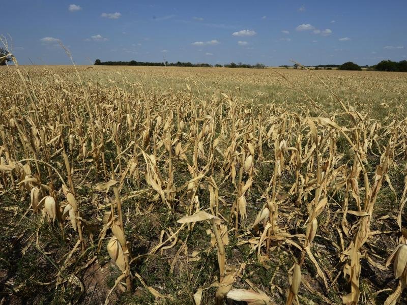 Extreme Hitze und Dürreperioden schränken die weltweite Getreideproduktion einer neuen Studie zufolge messbar ein.
