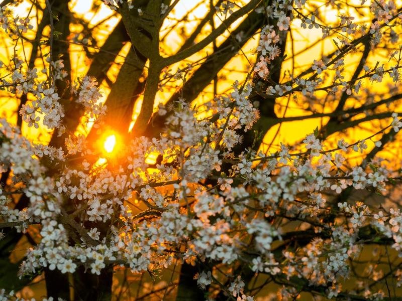 Farbenprächtig leuchtet die Morgensonne neben geöffneten Obstbaumblüten.