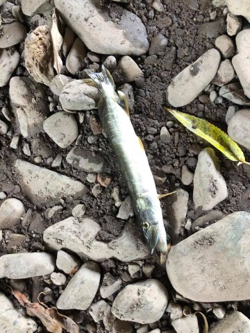 Tausende Fischkadaver liegen in dem ausgetrockneten Flussbett der Zorge.