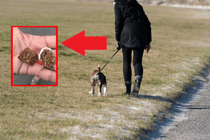 Frau macht Spaziergang mit Hund.png