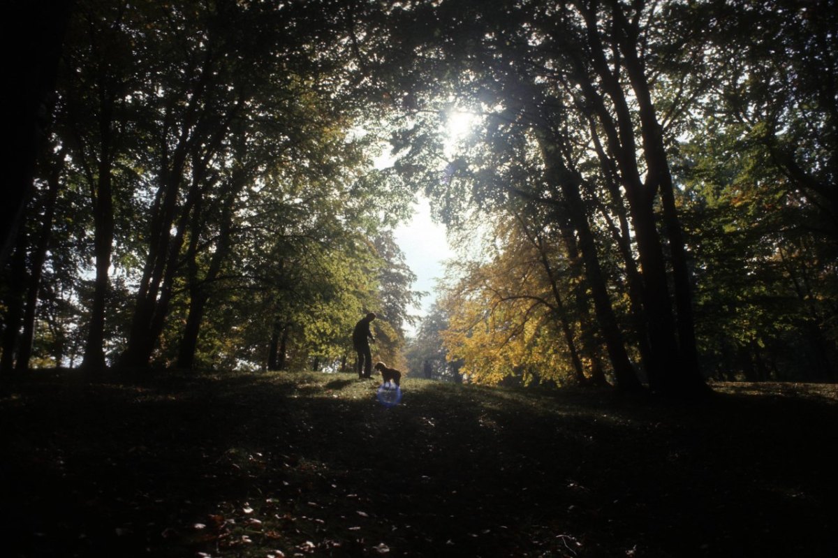 Gassigehen im Wald