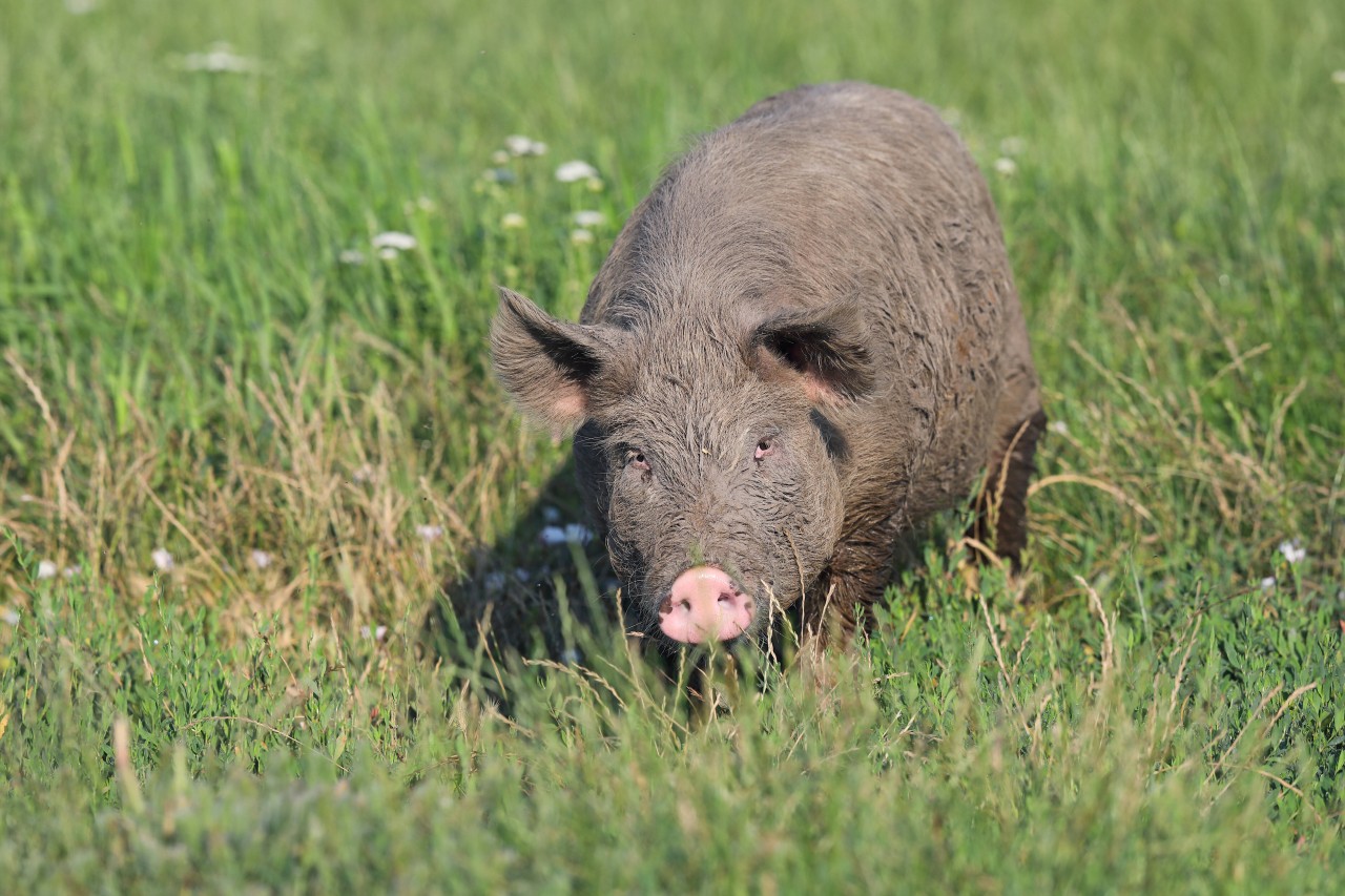 Die Polizei brachte das Schwein zu seinem Besitzer zurück. (Symbolbild)